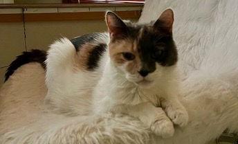 Jennie, a Adoptable Domestic Short Hair in Lovingston, VA image 2/6