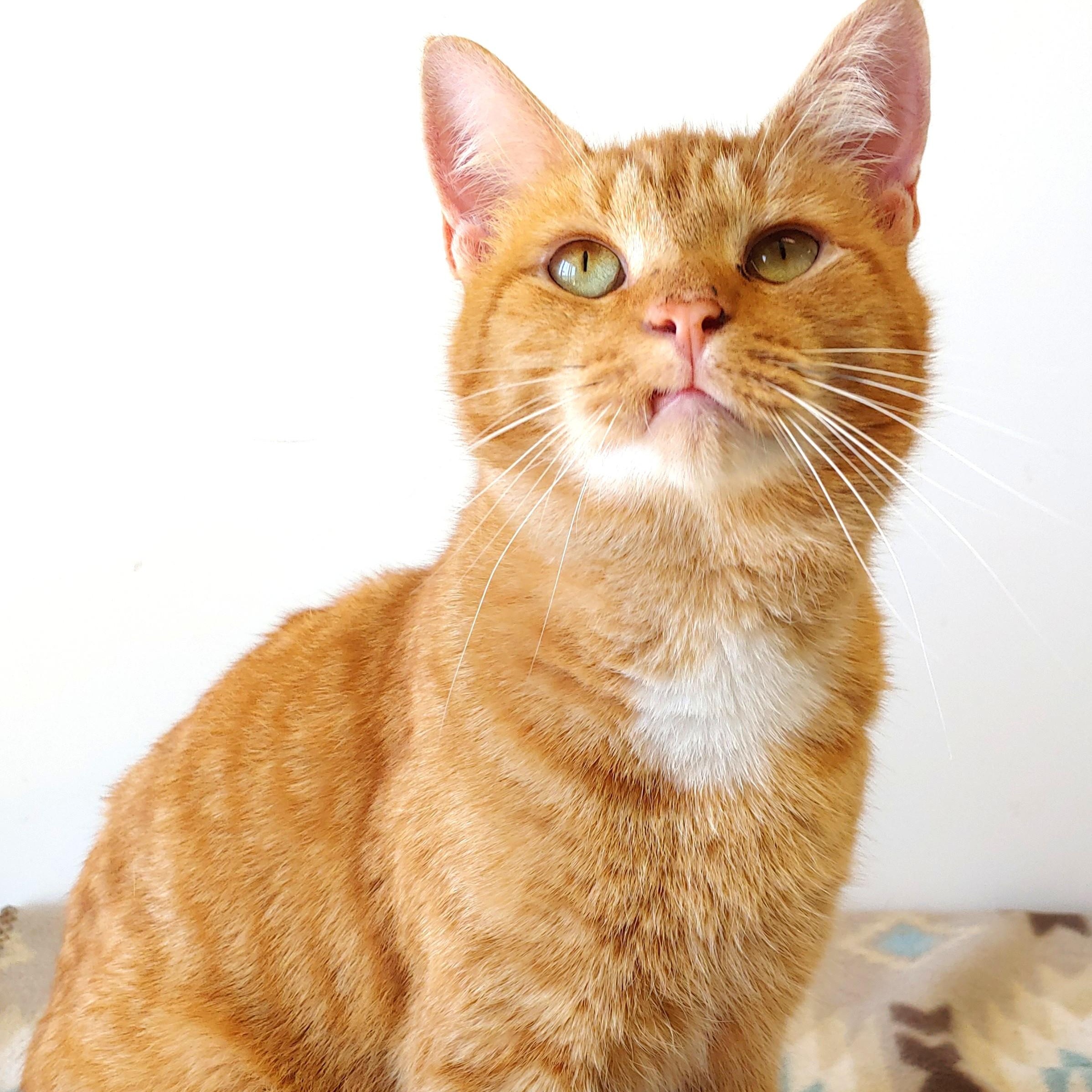 Garfield
