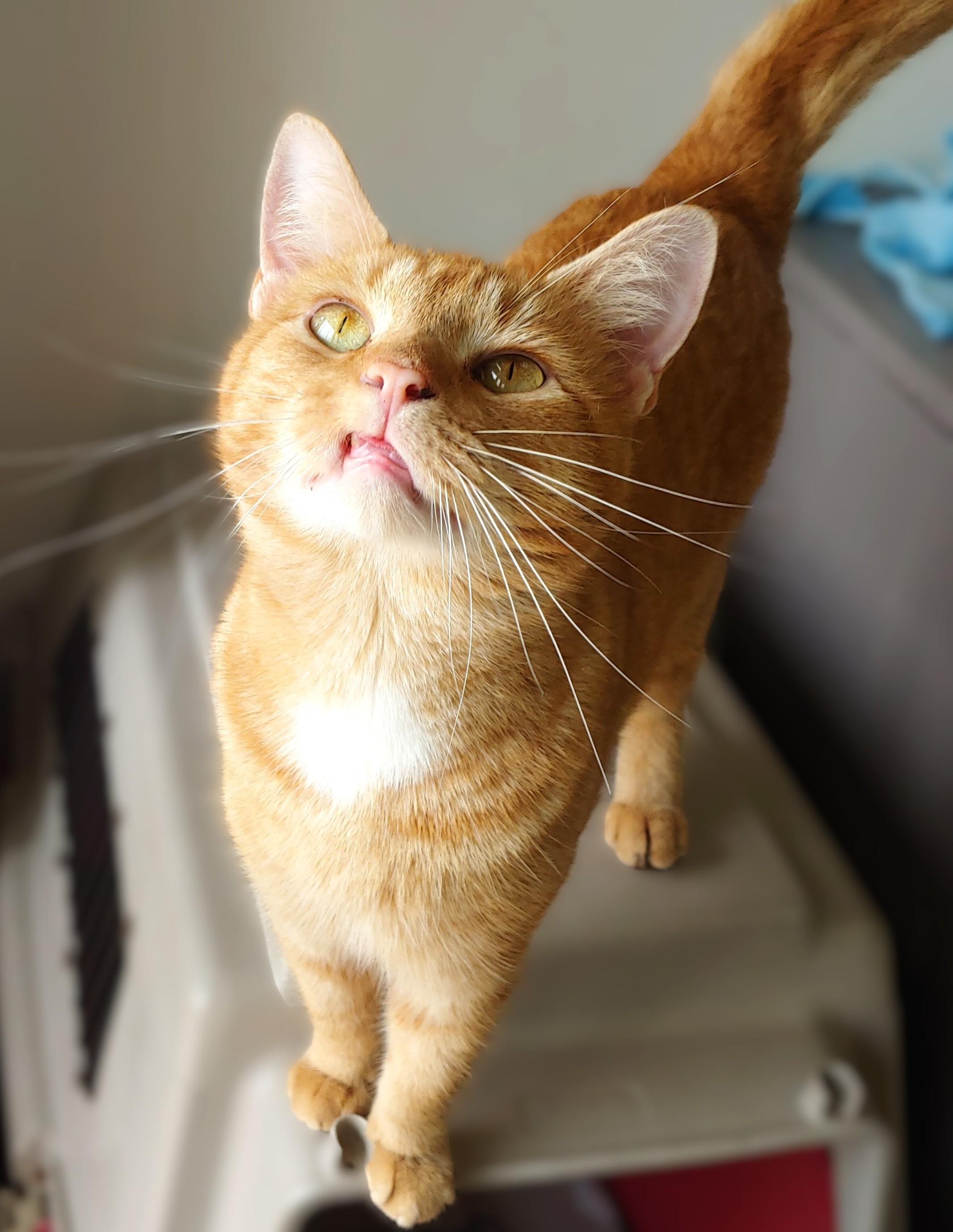 Garfield