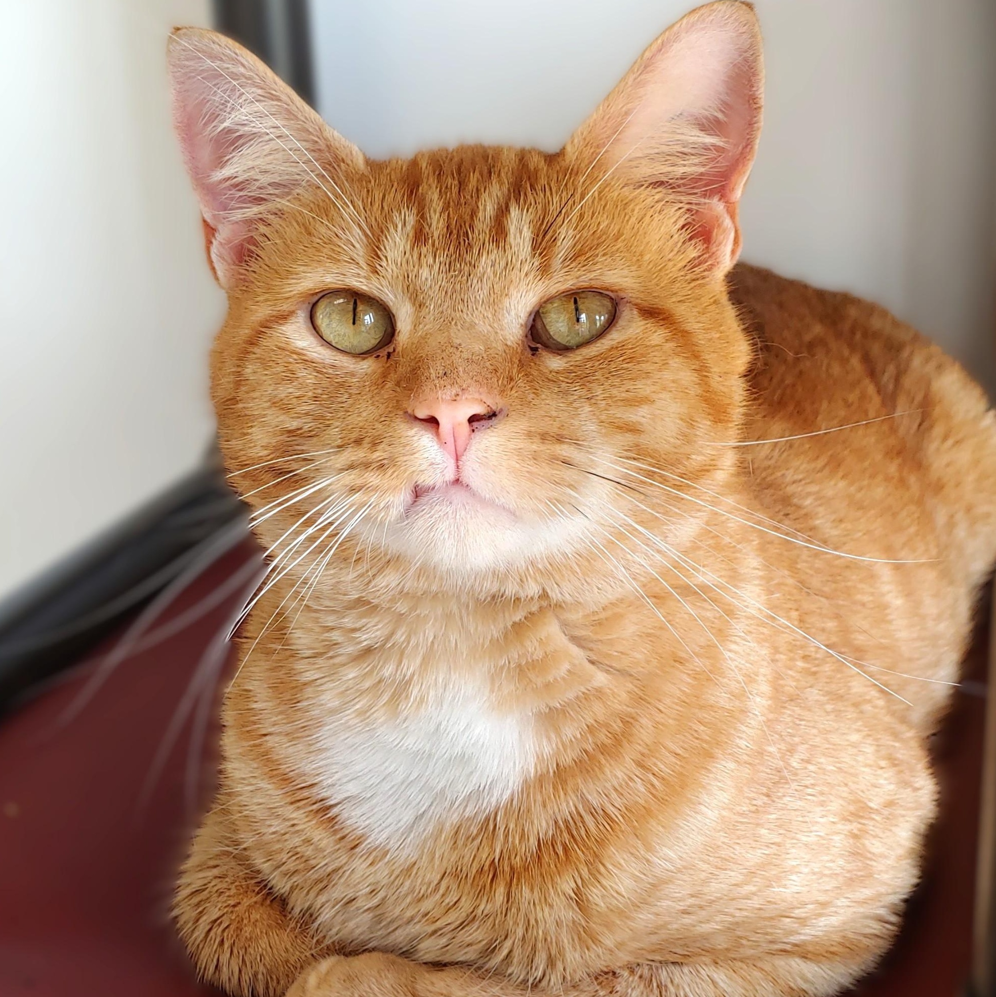 Garfield