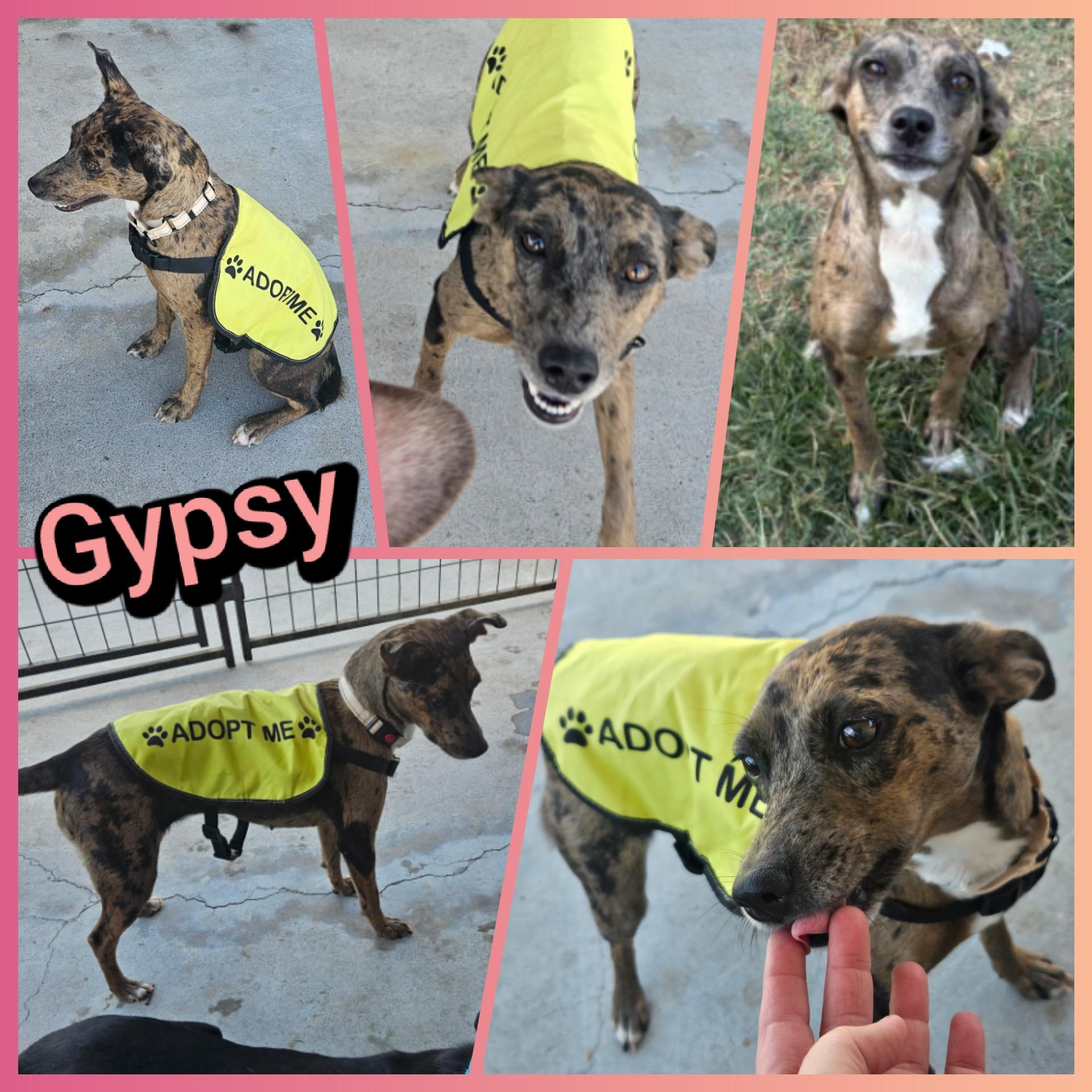 Gypsy, Adopted, Young Female Catahoula Leopard Dog.