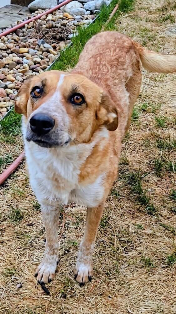 Enlarge Foxy, a Adoptable mixed breed in Evergreen, CO image 5/6