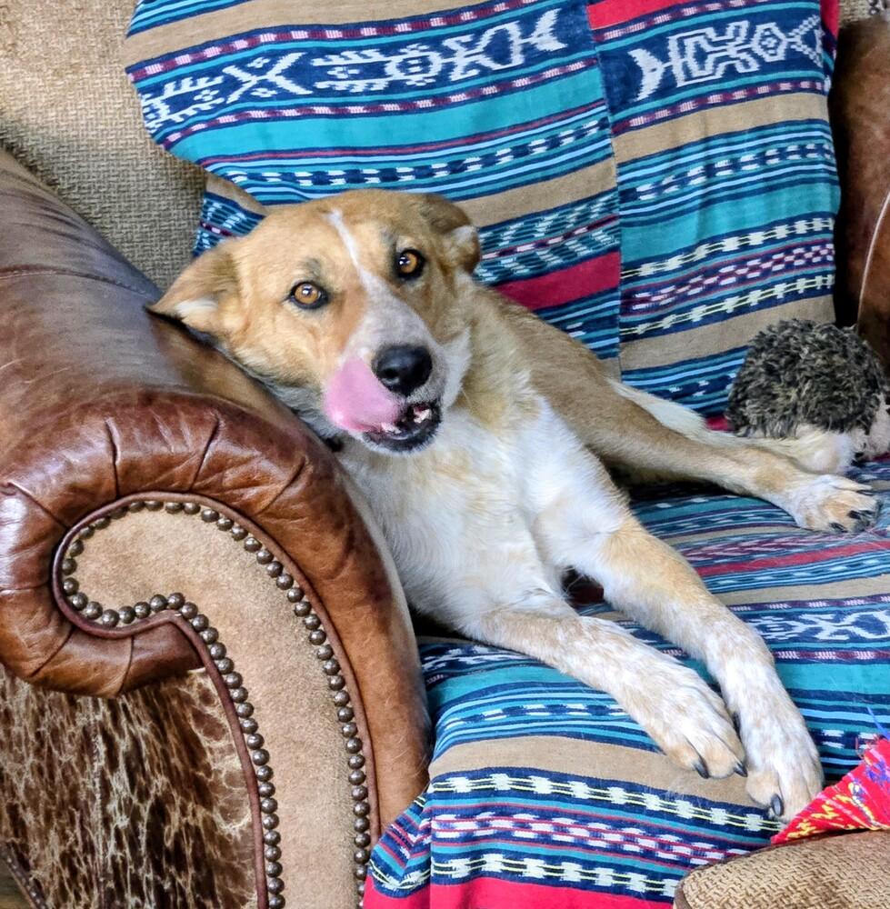 Foxy, Adoptable, Adult Female Australian Cattle Dog / Blue Heeler & Australian Shepherd.