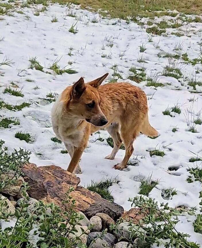 Enlarge Foxy, a Adoptable mixed breed in Evergreen, CO image 6/6