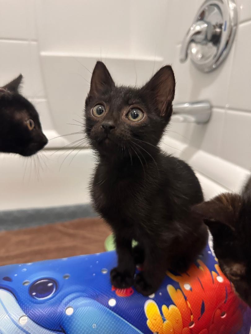 Clover, ADOPTABLE, Kitten Male Domestic Medium Hair.