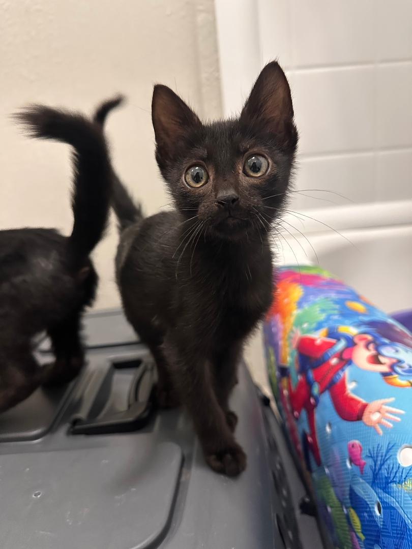 Clover, a ADOPTABLE Domestic Medium Hair in Houston, TX image 2/3