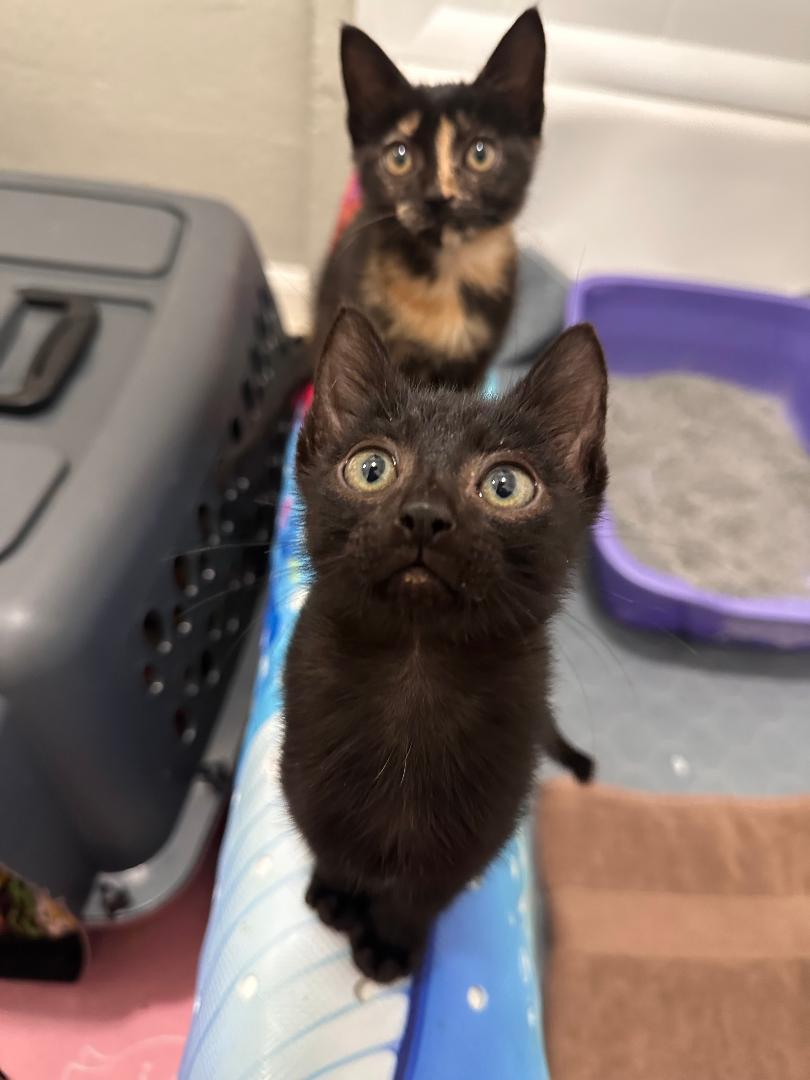 Clover, a ADOPTABLE Domestic Medium Hair in Houston, TX image 3/3