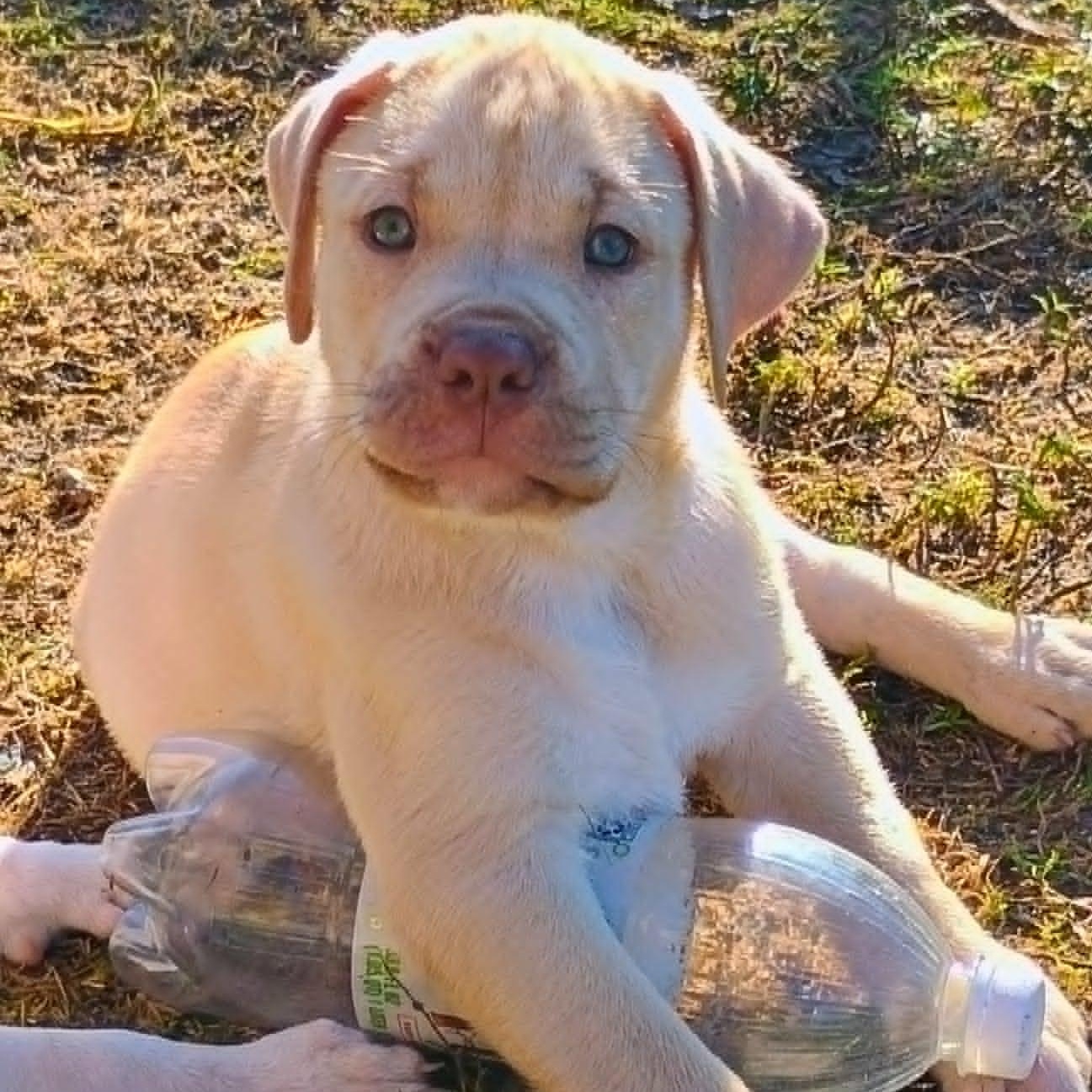 Hudson, Adoptable, Puppy Male Labrador Retriever & Australian Shepherd.