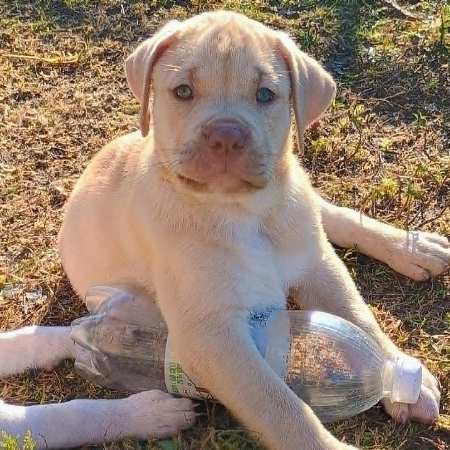 Enlarge Hudson, a Adoptable mixed breed in Niskayuna, NY image 2/3