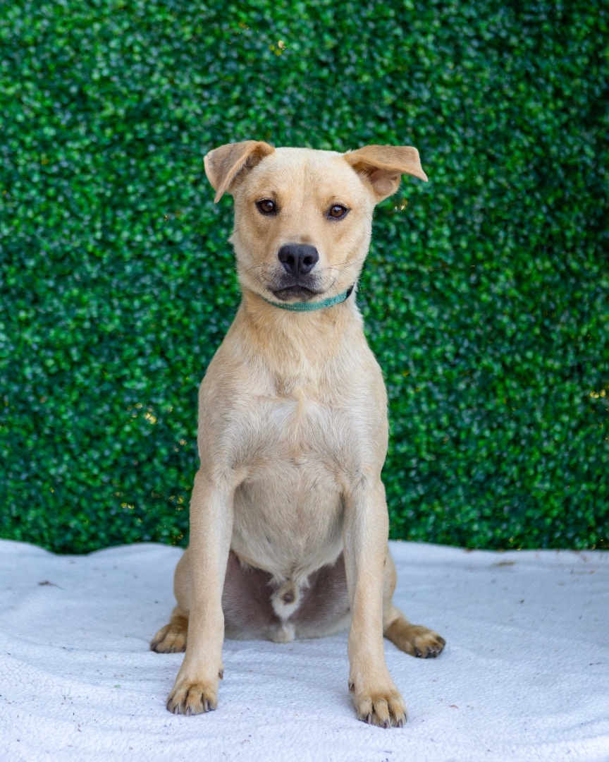 Austen, an adoptable Labrador Retriever in Portland, OR, 97239 | Photo Image 2
