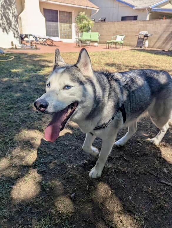 Enlarge Arthur (Courtesy Post), a Adoptable mixed breed in Los Angeles, CA image 5/6