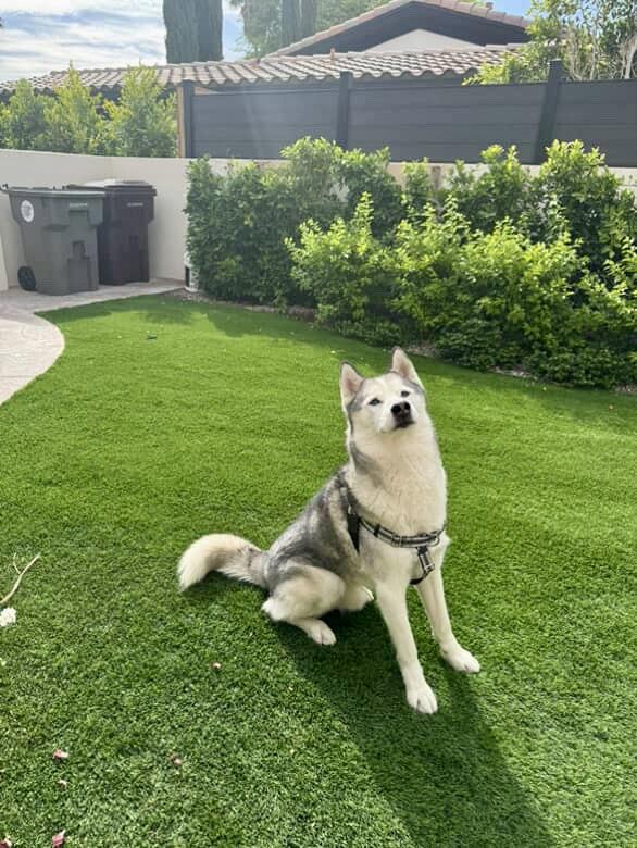 Enlarge Arthur (Courtesy Post), a Adoptable mixed breed in Los Angeles, CA image 3/6