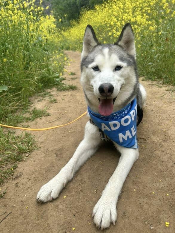 Enlarge Arthur (Courtesy Post), a Adoptable mixed breed in Los Angeles, CA image 2/6