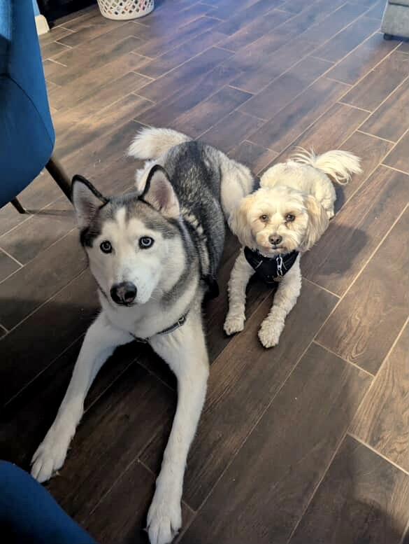 Enlarge Arthur (Courtesy Post), a Adoptable mixed breed in Los Angeles, CA image 4/6