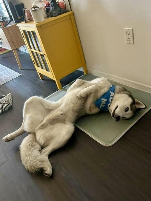 Enlarge Arthur (Courtesy Post), a Adoptable mixed breed in Los Angeles, CA image 6/6