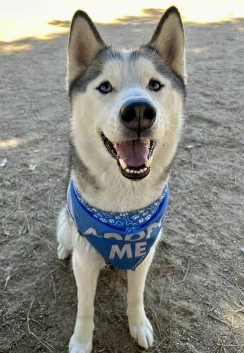 Arthur (Courtesy Post) Husky Dog