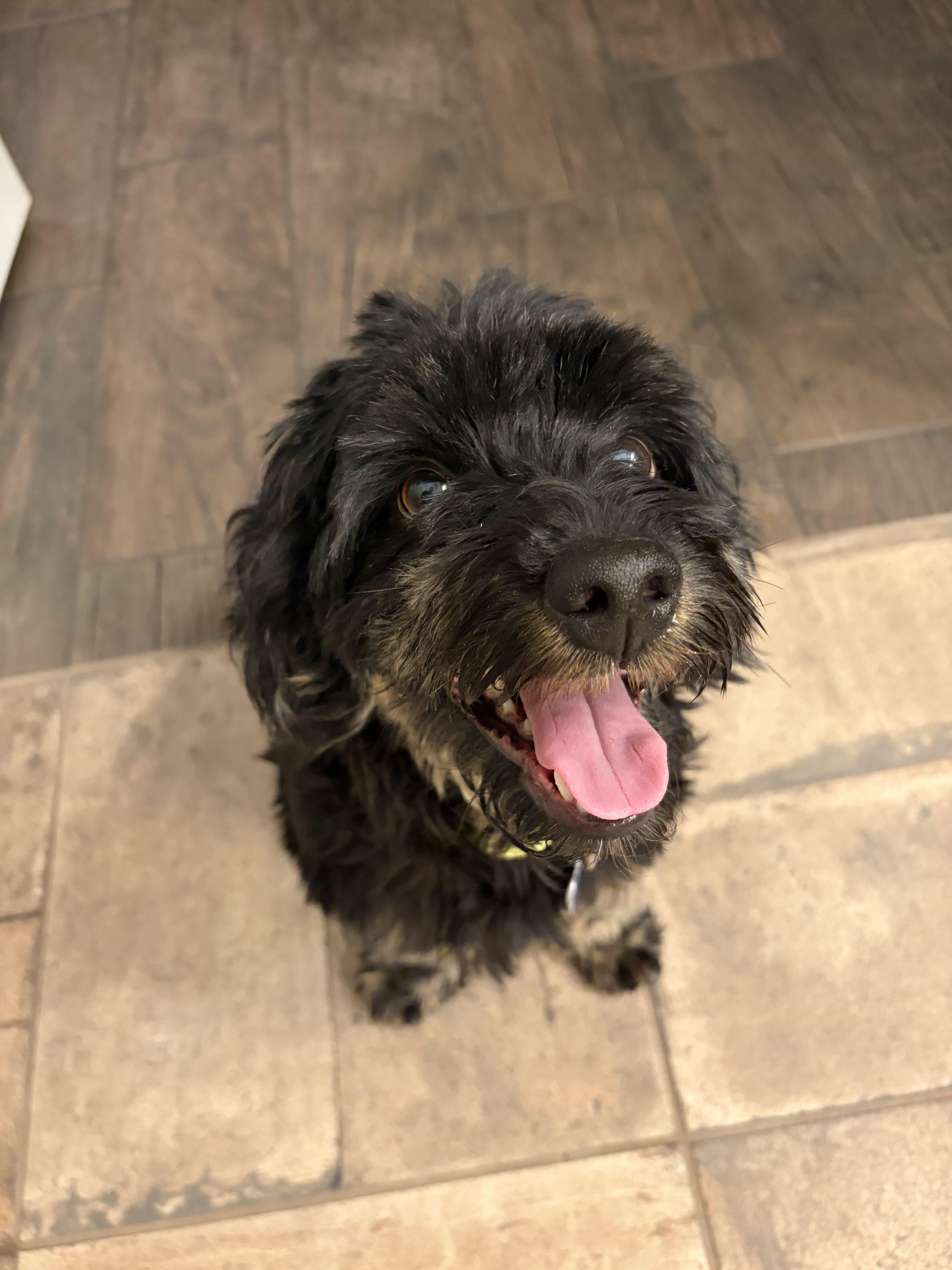 Enlarge Louie Suds, a Adoptable Cockapoo in Garland, TX image 2/4