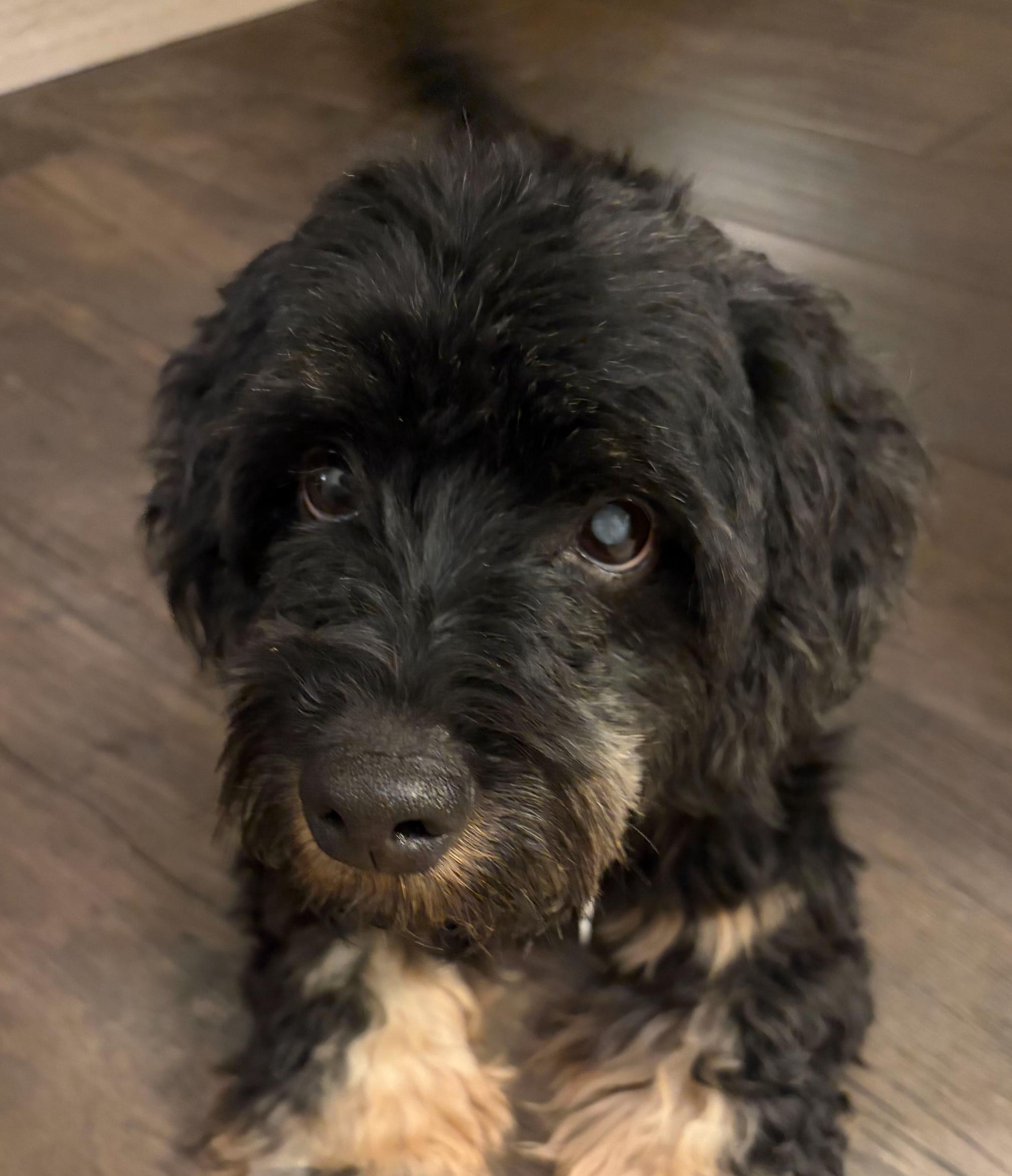 Enlarge Louie Suds, a Adoptable Cockapoo in Garland, TX image 1/4
