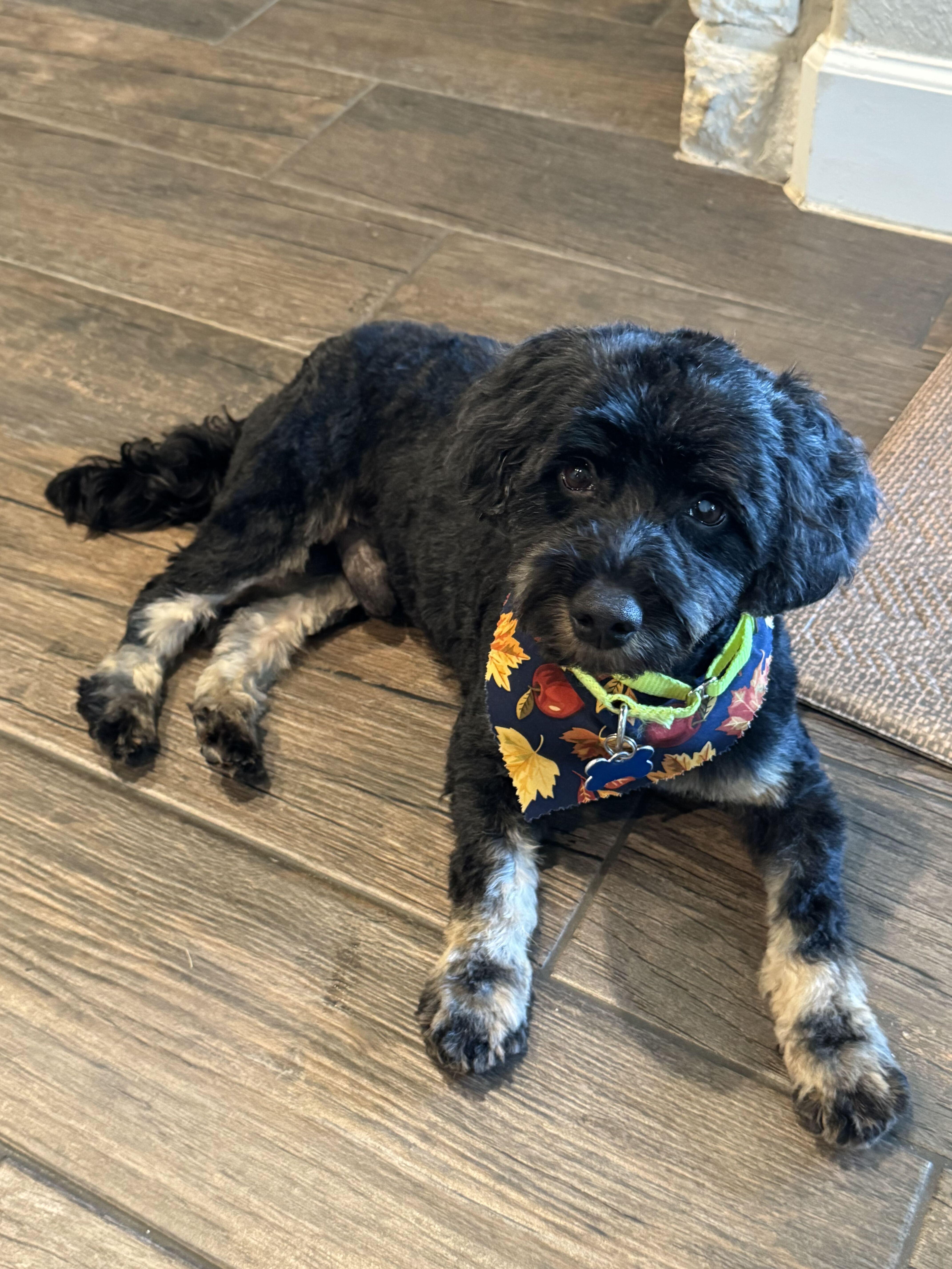 Enlarge Louie Suds, a Adoptable Cockapoo in Garland, TX image 3/4