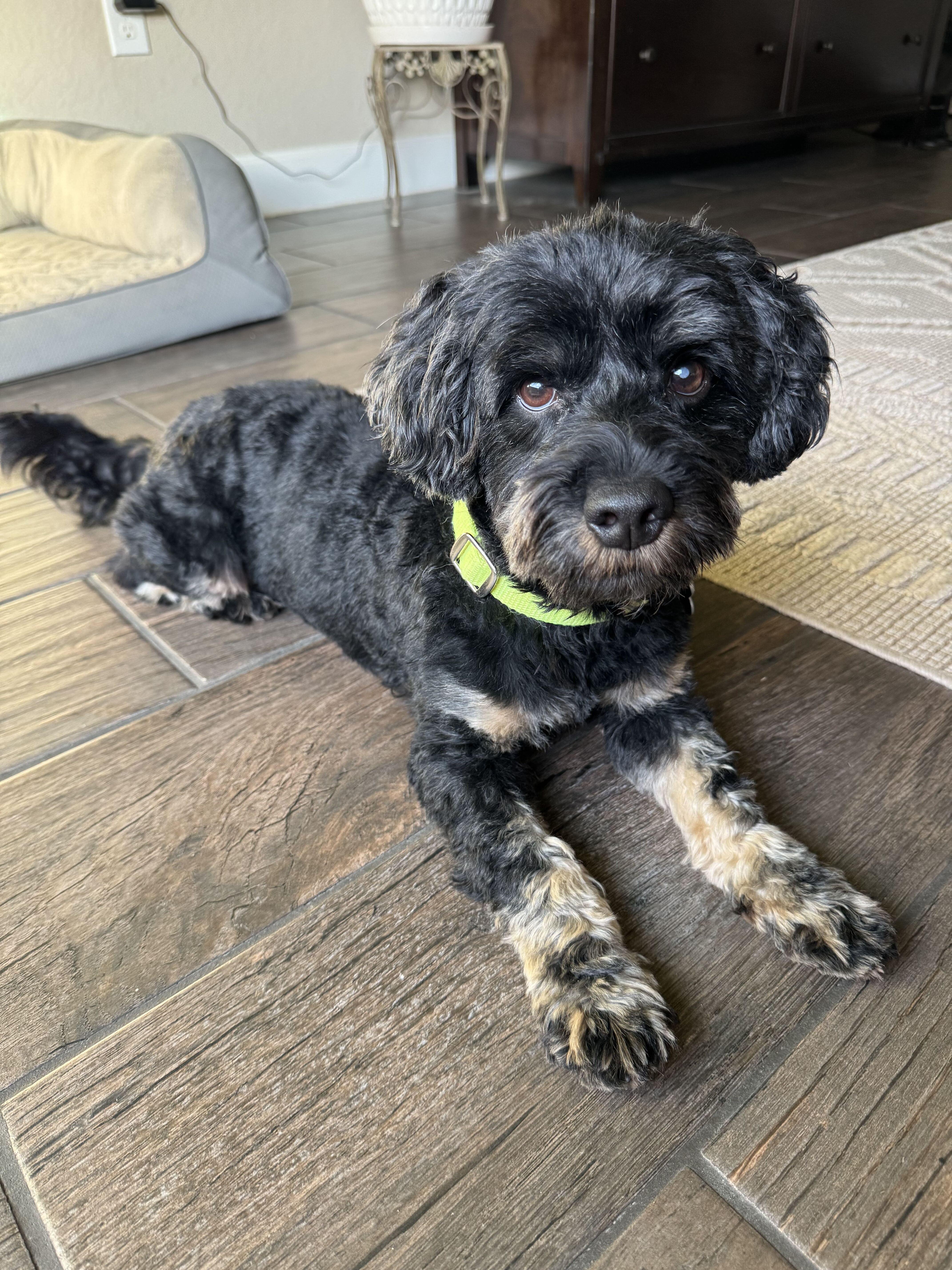 Enlarge Louie Suds, a Adoptable Cockapoo in Garland, TX image 4/4