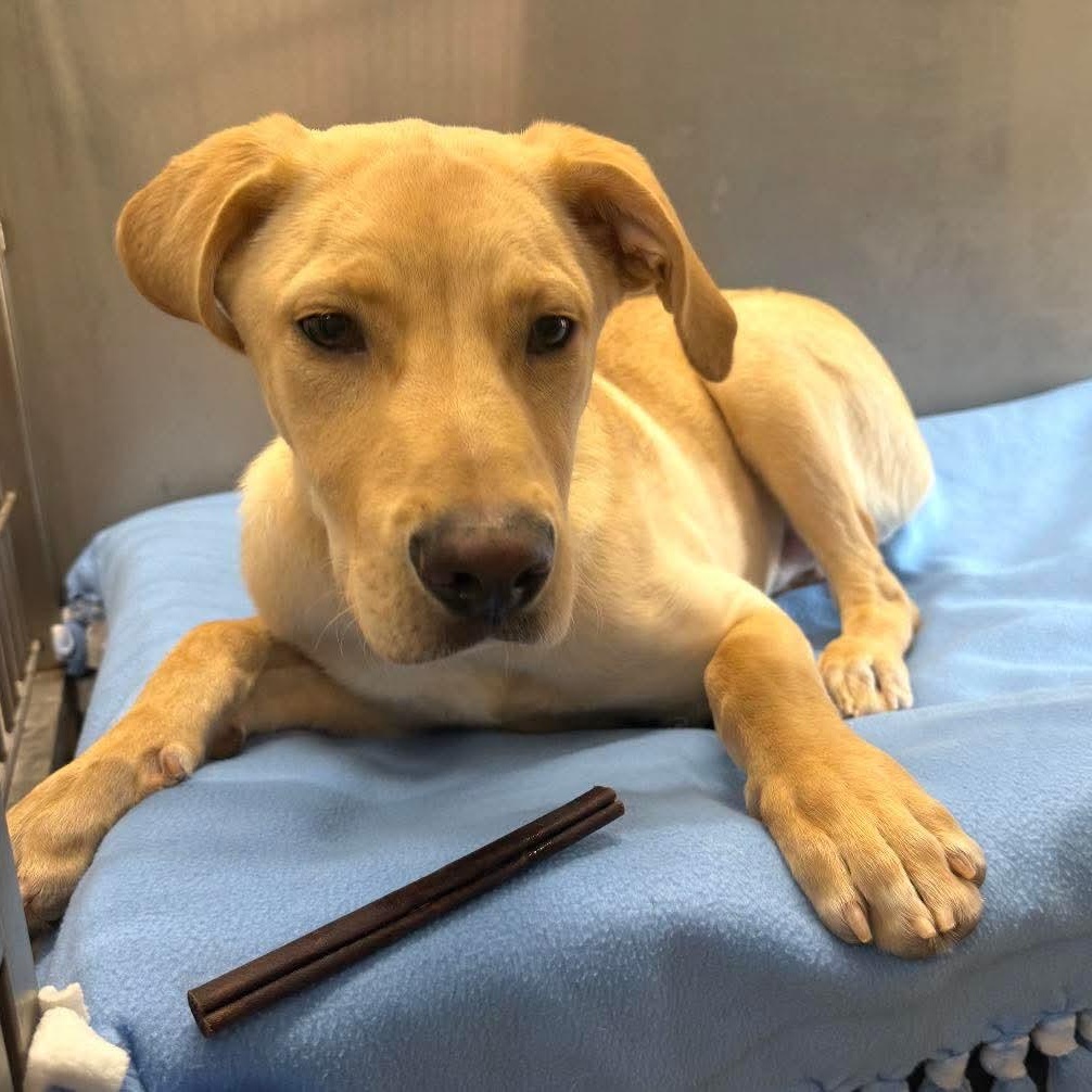 Aiden, ADOPTABLE, Young Male Yellow Labrador Retriever.