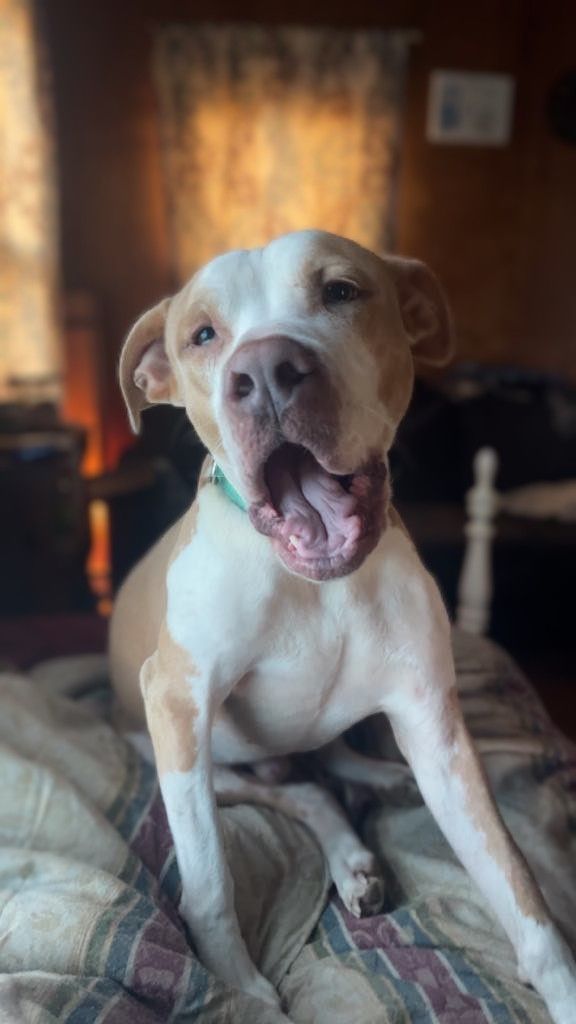 Lucus, a Adoptable mixed breed in Goldsboro, NC image 2/6