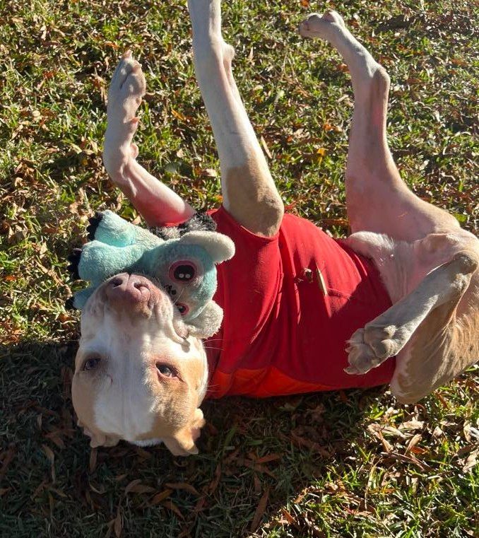 Lucus, a Adoptable mixed breed in Goldsboro, NC image 3/6