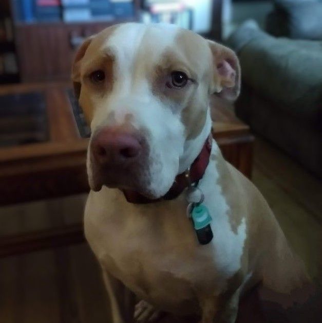 Lucus, a Adoptable mixed breed in Goldsboro, NC image 4/6