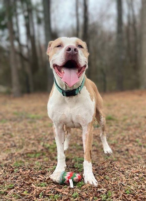 Lucus, a Adoptable mixed breed in Goldsboro, NC image 5/6