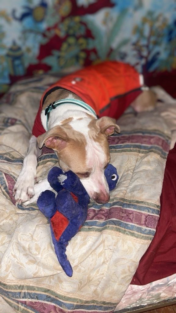 Lucus, a Adoptable mixed breed in Goldsboro, NC image 6/6