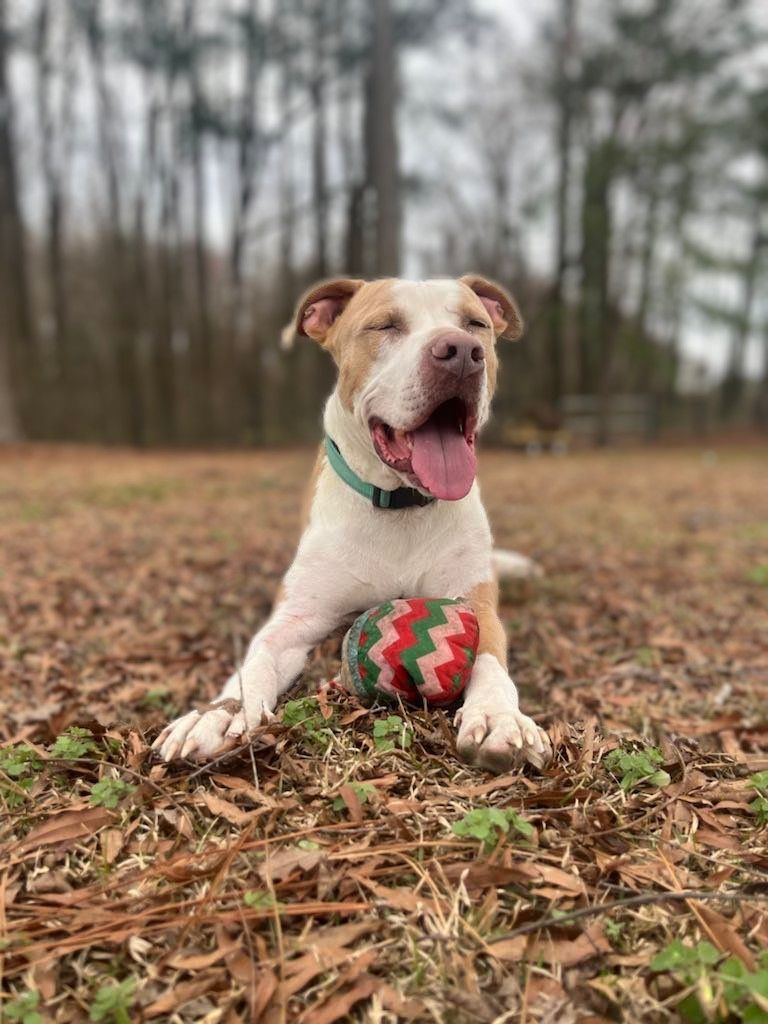 Lucus, a Adoptable mixed breed in Goldsboro, NC image 1/6