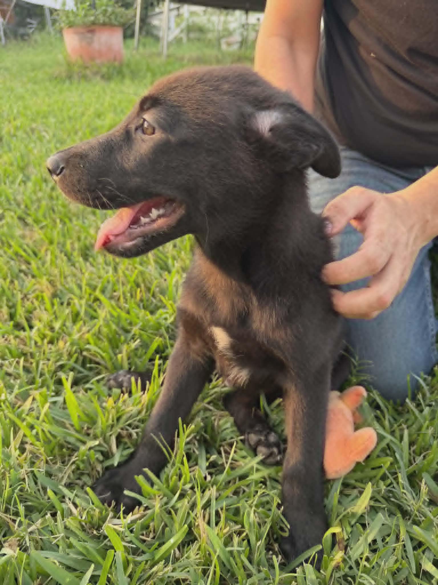 Enlarge Milo, a ADOPTABLE mixed breed in Paramus, NJ image 3/6