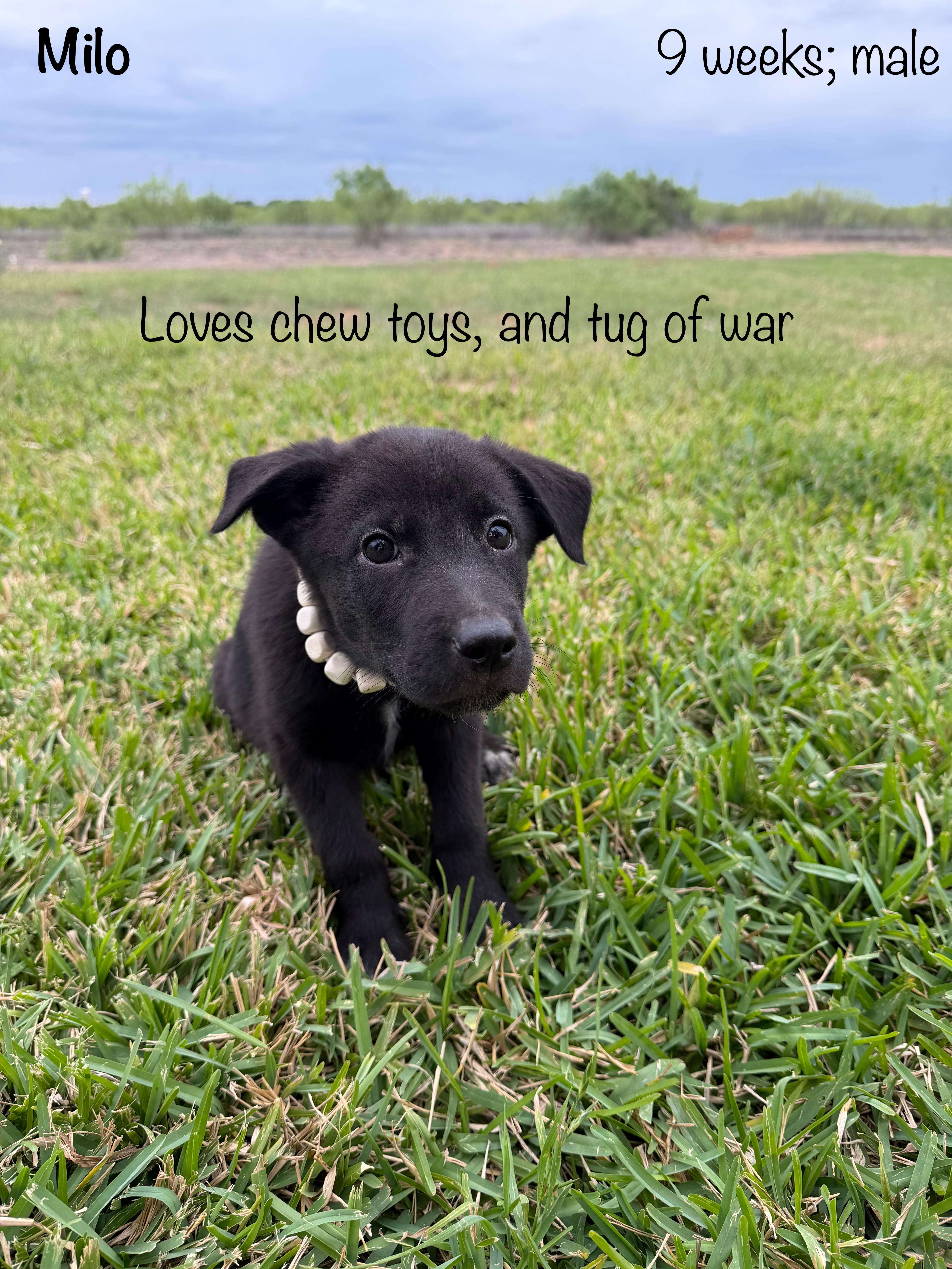 Milo, ADOPTABLE, Puppy Male Black Labrador Retriever & German Shepherd Dog.