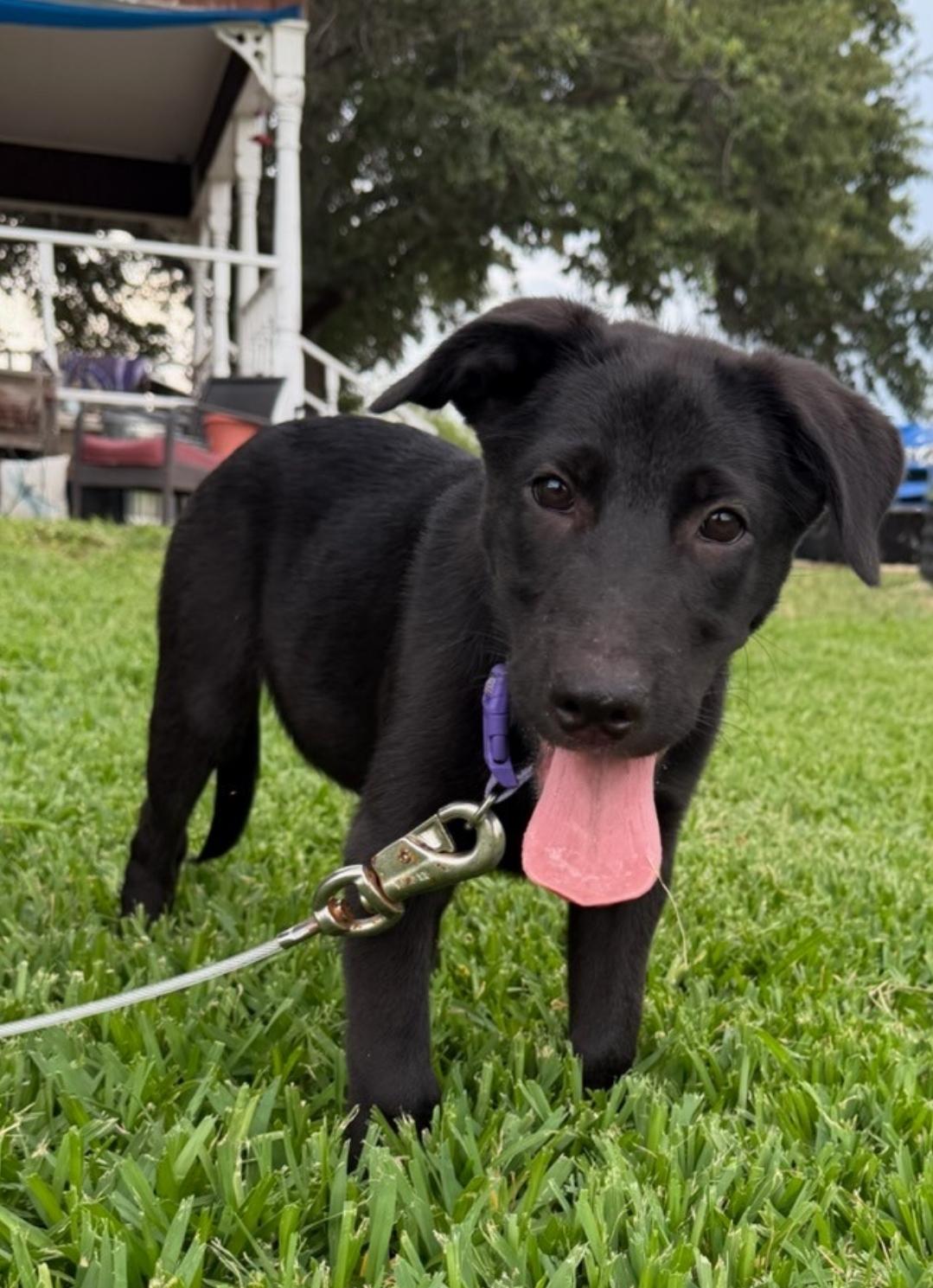 Milo, ADOPTABLE, Puppy Male Black Labrador Retriever & German Shepherd Dog.