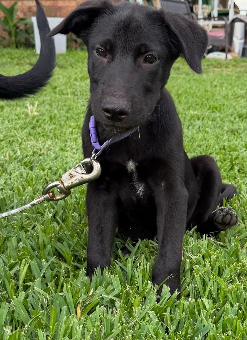 Enlarge Milo, a ADOPTABLE mixed breed in Paramus, NJ image 2/6
