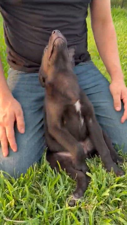 Enlarge Milo, a ADOPTABLE mixed breed in Paramus, NJ video 2/6
