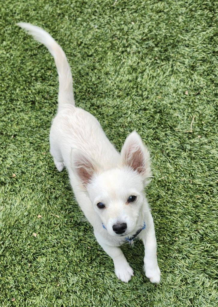 Enlarge Tater Tot, a Adoptable mixed breed in Manhattan Beach, CA image 1/5