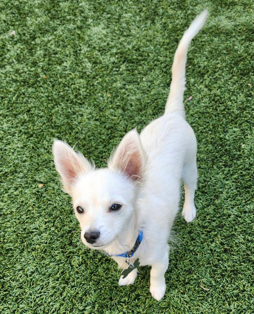 Enlarge Tater Tot, a Adoptable mixed breed in Manhattan Beach, CA image 2/5