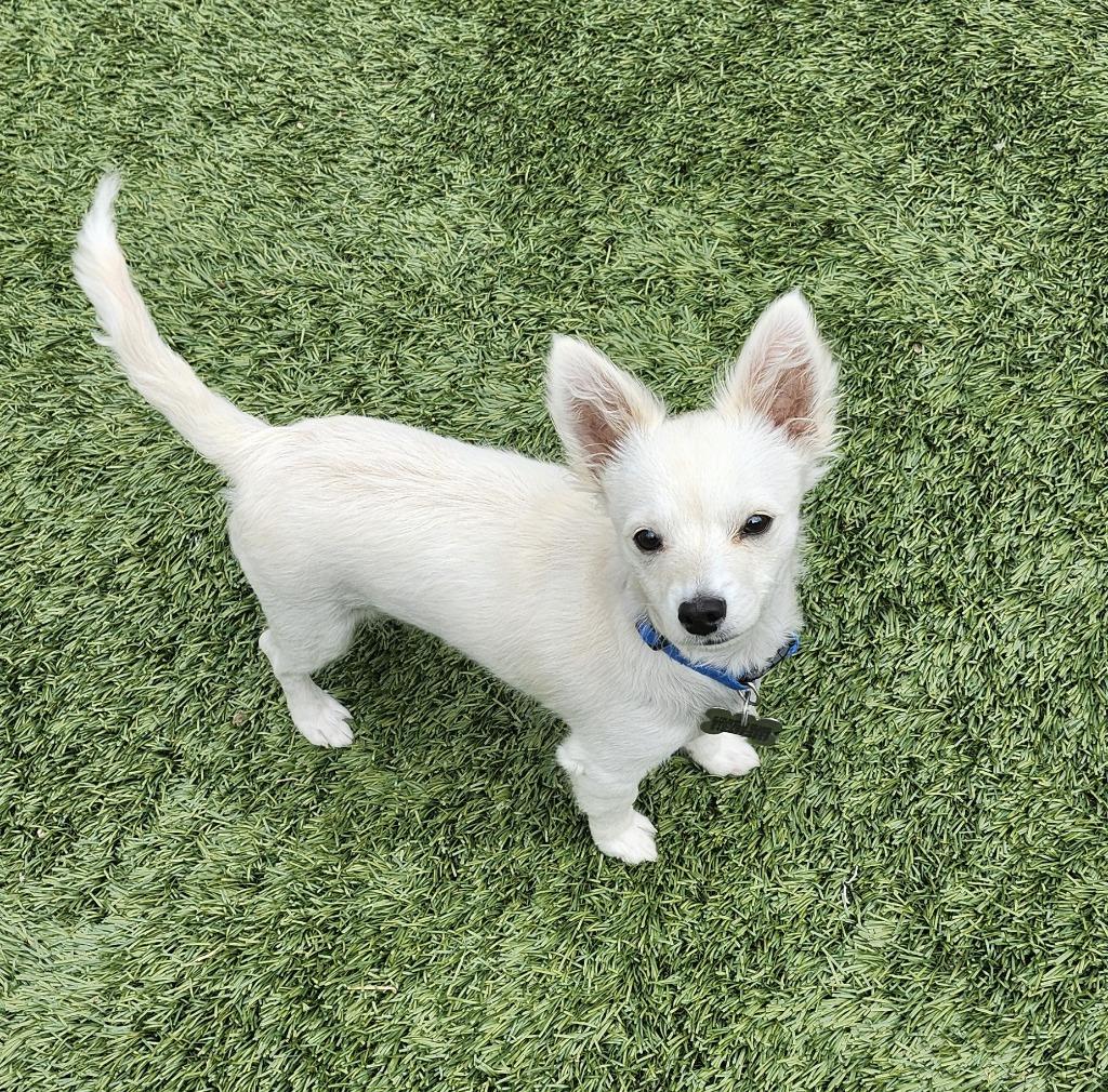 Enlarge Tater Tot, a Adoptable mixed breed in Manhattan Beach, CA image 3/5