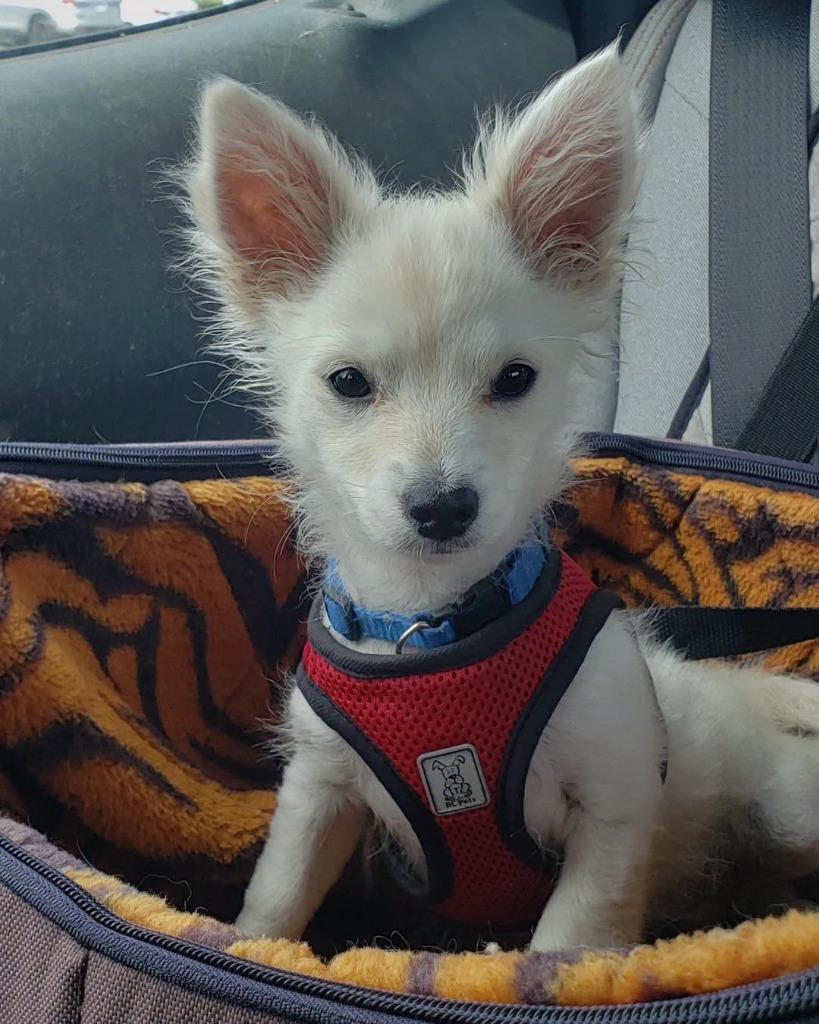 Enlarge Tater Tot, a Adoptable mixed breed in Manhattan Beach, CA image 4/5