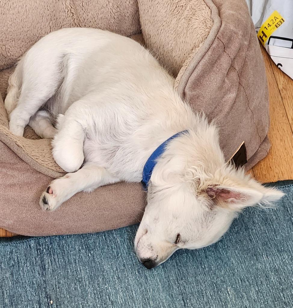 Enlarge Tater Tot, a Adoptable mixed breed in Manhattan Beach, CA image 5/5