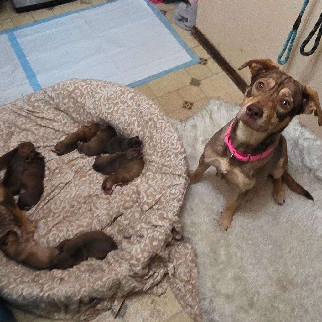 Annie, Adoptable, Puppy Female Shepherd.