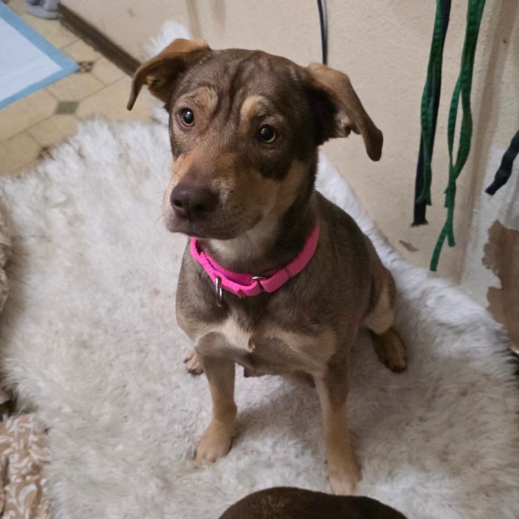 Enlarge Annie, a Adoptable Shepherd in Goltry, OK image 2/2