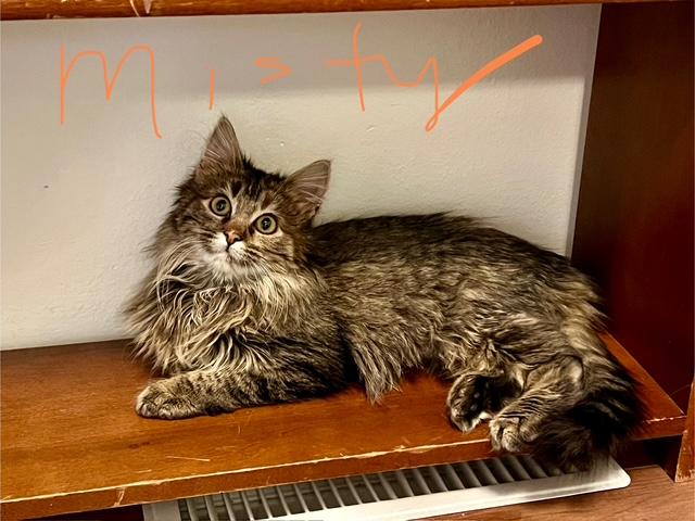 Misty, adopted, Kitten Female Domestic Long Hair.