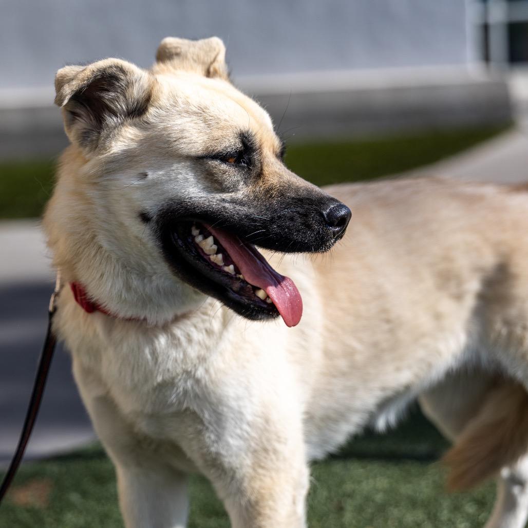 Ericka, Adoptable, Young Female German Shepherd Dog & Mixed Breed.