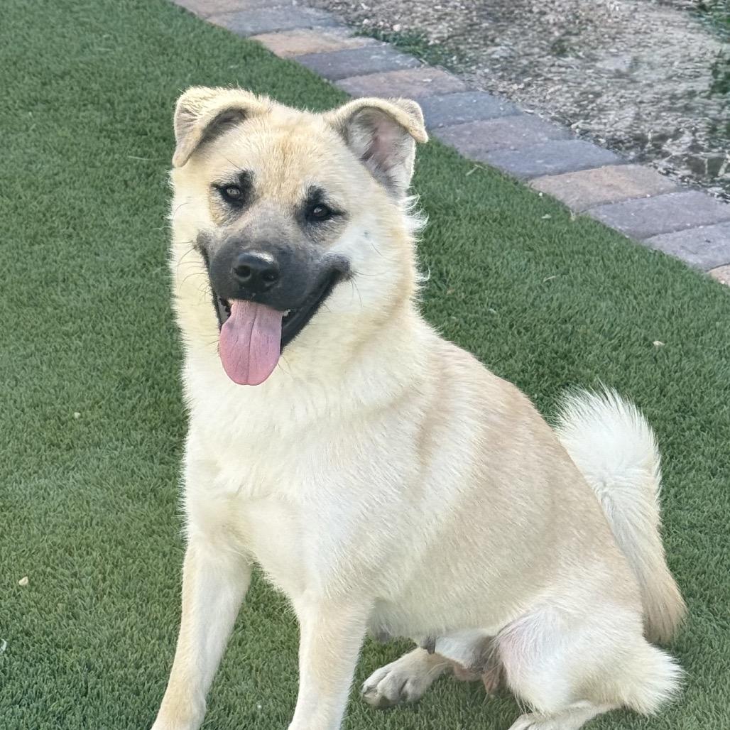 Enlarge Ericka, a Adoptable mixed breed in Las Vegas, NV image 1/4