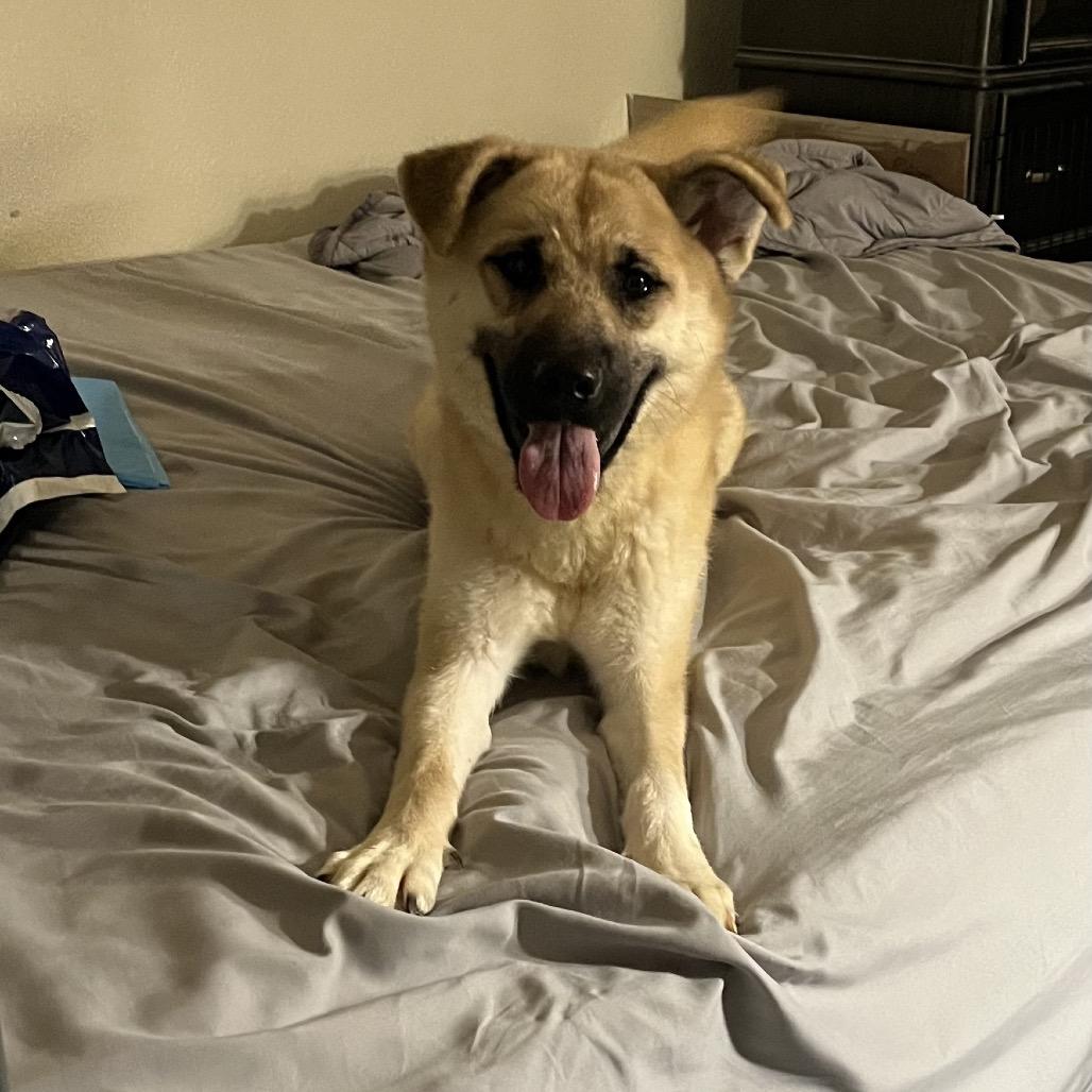 Enlarge Ericka, a Adoptable mixed breed in Las Vegas, NV image 2/4