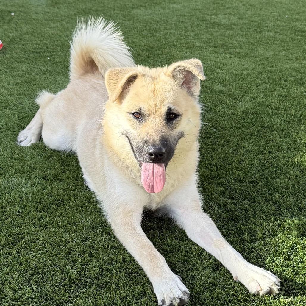 Enlarge Ericka, a Adoptable mixed breed in Las Vegas, NV image 3/4