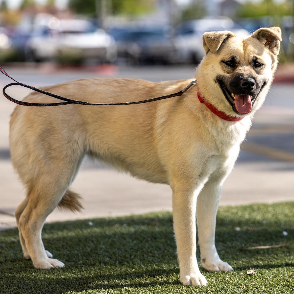 Enlarge Ericka, a Adoptable mixed breed in Las Vegas, NV image 4/5