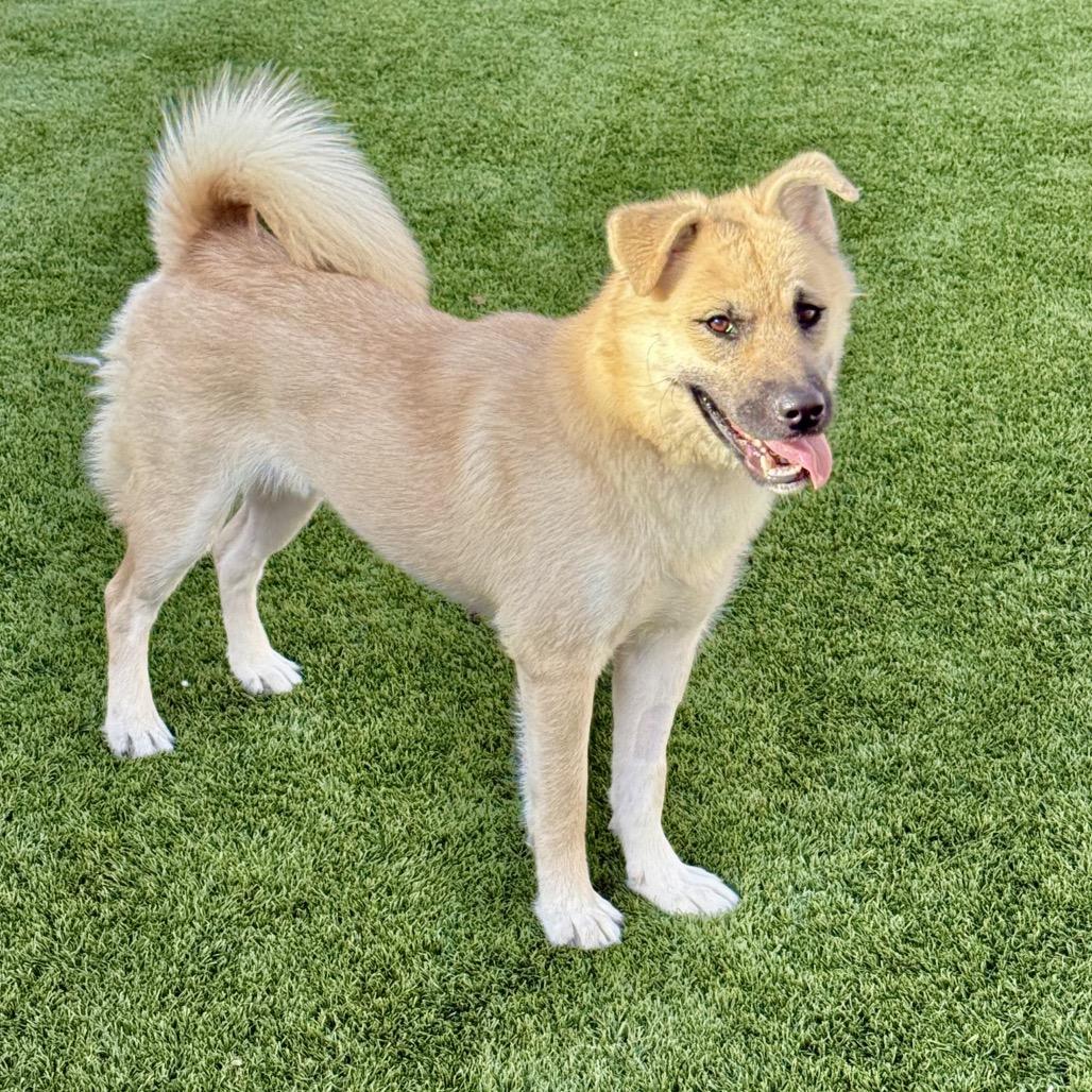 Enlarge Ericka, a Adoptable mixed breed in Las Vegas, NV image 4/4